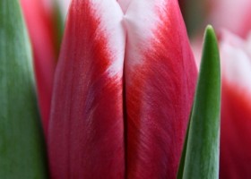 Tulipa La Mancha ® (3)